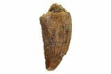 Serrated, Raptor Tooth - Real Dinosaur Tooth #245786-1